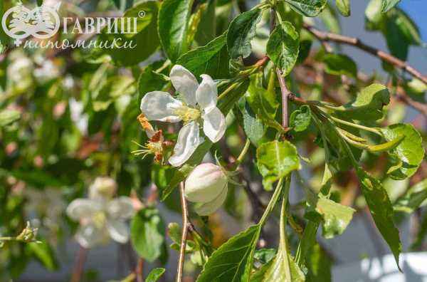 Саженцы яблоня fontana
