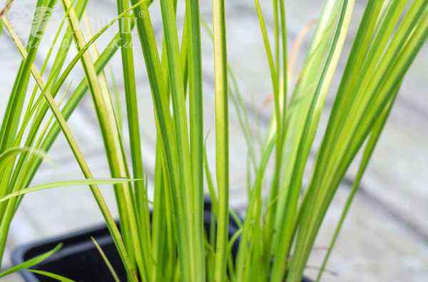 саженцы Аир болотный (обыкновенный, тростниковый)