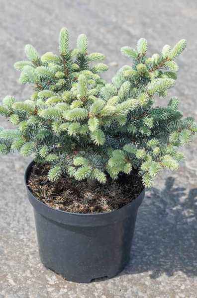 Купить ель колючая glauca globosa деревья и растения