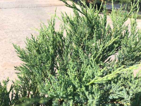 Купить можжевельник казацкий blue danube деревья и растения