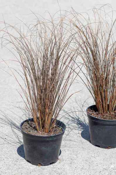 саженцы Осока Буханана