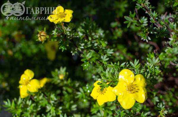 саженцы Лапчатка кустарниковая Hopleys Orange