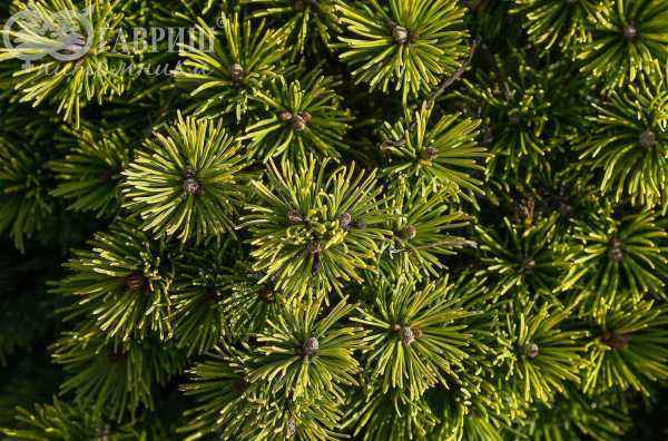 Купить сосна горная ophir деревья и растения