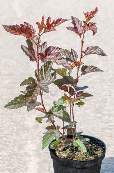 саженцы Пузыреплодник калинолистный Lady in Red