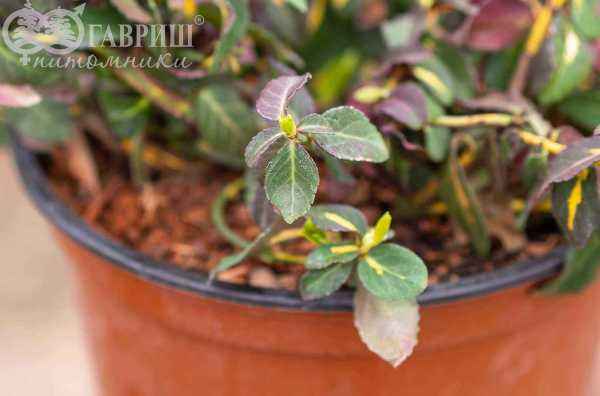 саженцы Бересклет Форчуна Interbolwi