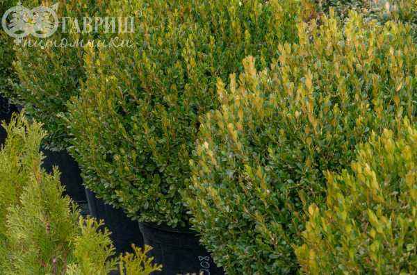 саженцы Самшит мелколистный Faulkner