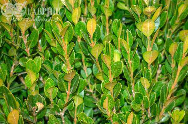 саженцы Самшит мелколистный Faulkner