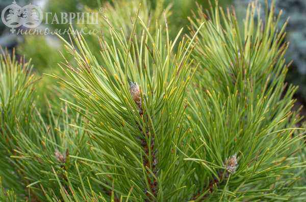 Купить сосна черная hornibrookiana деревья и растения