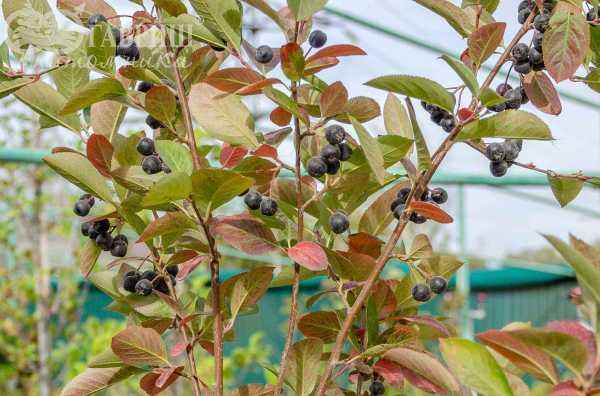 саженцы Арония черноплодная или черноплодная рябина