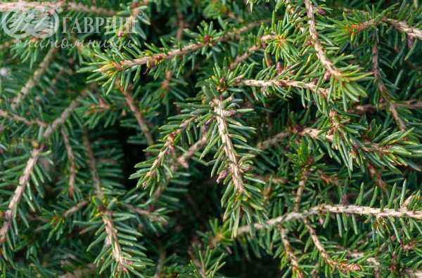 Купить ель обыкновенная nidiformis деревья и растения