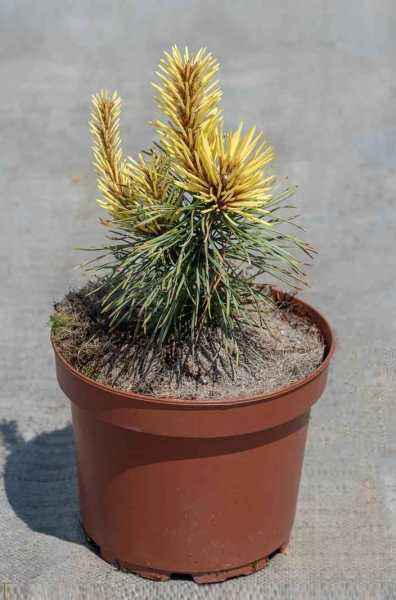 Купить сосна скрученная taylor?s sunburst деревья и растения