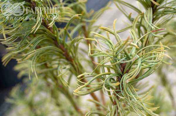 Купить сосна веймутова tiny kurls деревья и растения