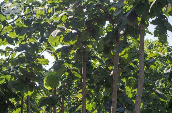 Саженцы вяз camperdownii