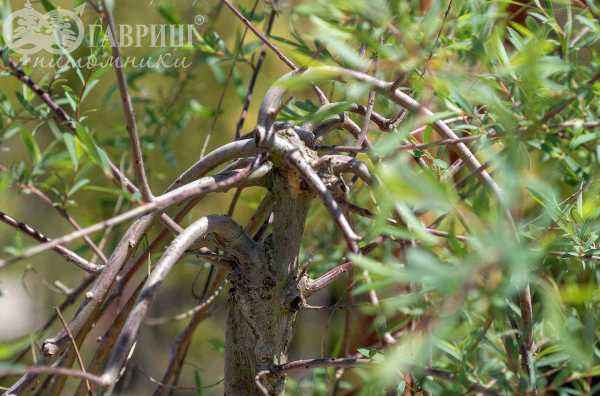 саженцы Ива пурпурная Pendula