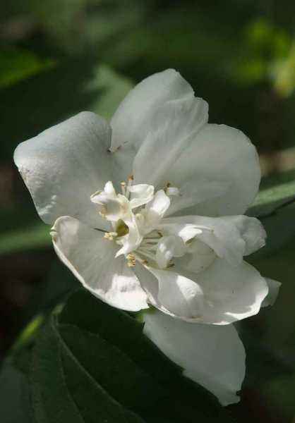 саженцы Чубушник Virginal