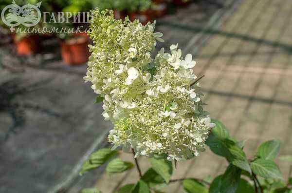 саженцы Гортензия метельчатая Grandiflora