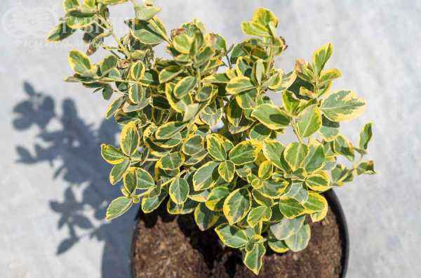 саженцы Бересклет Форчуна Canadele Gold