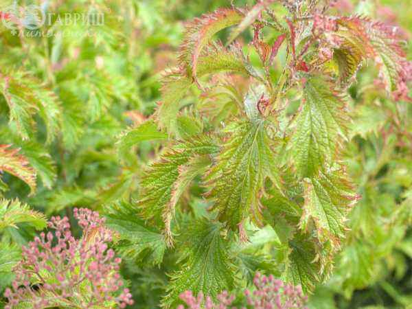 саженцы Спирея японская Crispa