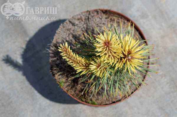 Купить сосна скрученная taylor?s sunburst деревья и растения