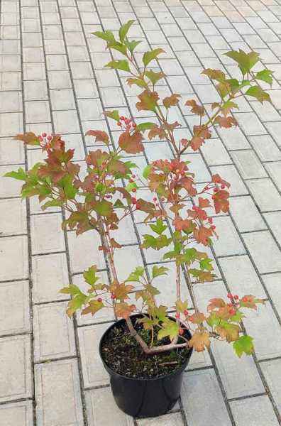 саженцы Калина обыкновенная Compactum