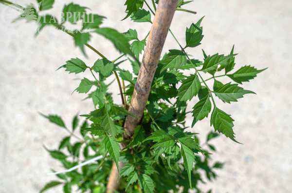 саженцы Кампсис укореняющийся Flamenco