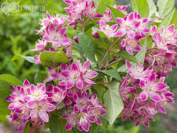 саженцы Дейция гибридная Strawberry Fields