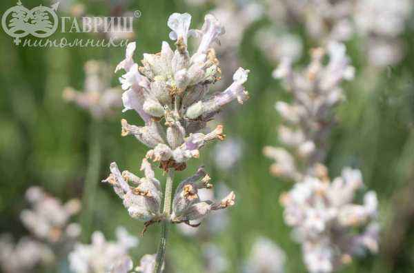 саженцы Лаванда узколистная Rosea