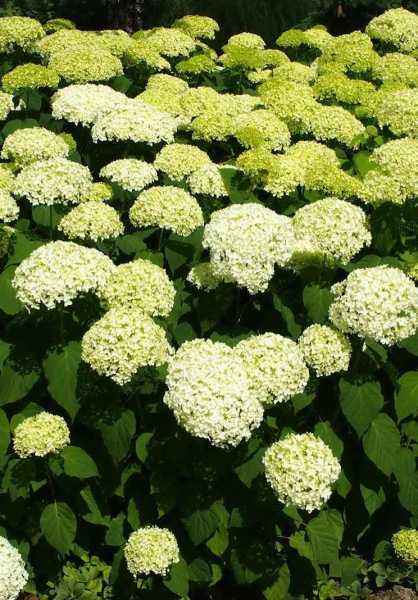 саженцы Гортензия древовидная Annabelle