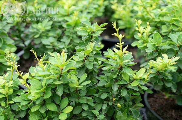 саженцы Барбарис Тунберга Green Cloud