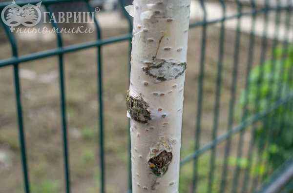 Саженцы береза бородавчатая