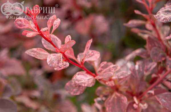 саженцы Барбарис Тунберга Rose Glow