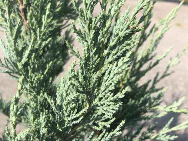 Купить можжевельник скальный moonglow деревья и растения