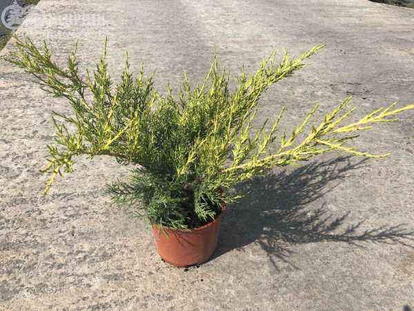 Купить можжевельник китайский kuriwao gold деревья и растения