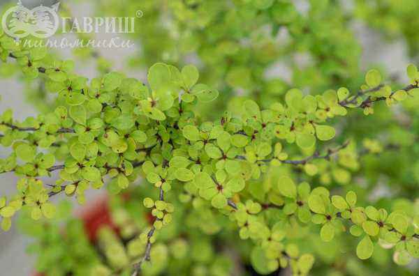 саженцы Барбарис Тунберга Silver Beauty