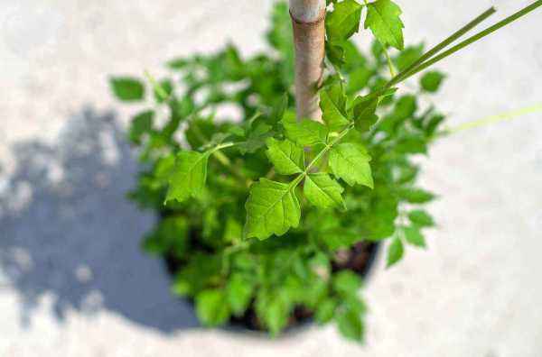 саженцы Кампсис укореняющийся Flava