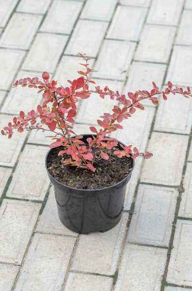 саженцы Барбарис Тунберга Red Carpet