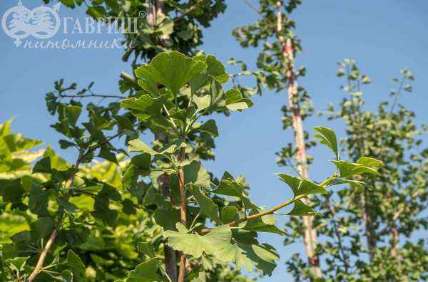 Саженцы гинкго билоба (двулопастный)