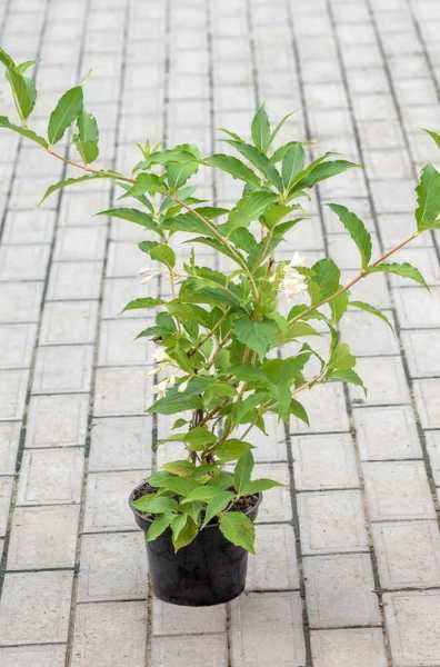 саженцы Вейгела цветущая Candida