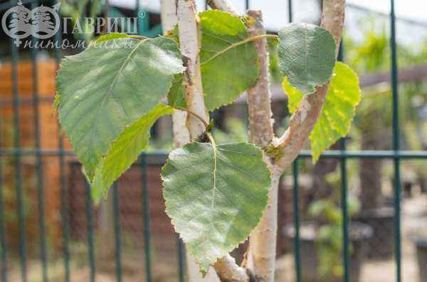 Саженцы береза бородавчатая