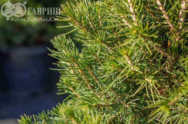 Купить ель обыкновенная tompa деревья и растения