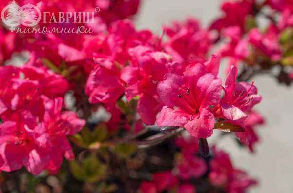 саженцы Азалия японская Rosali