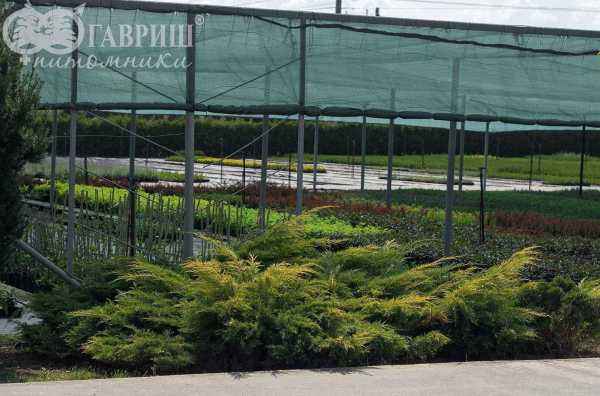 Купить можжевельник средний gold kissen деревья и растения