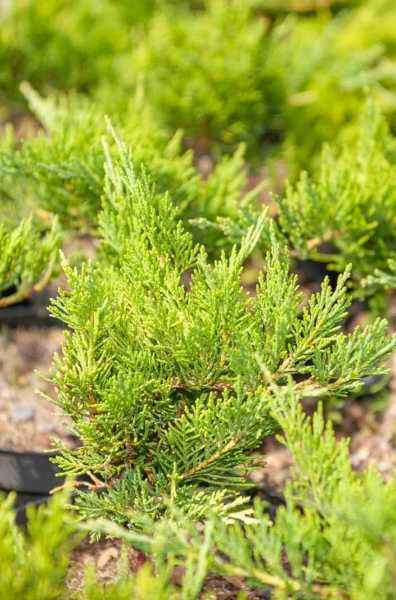 Купить можжевельник казацкий tamariscifolia деревья и растения