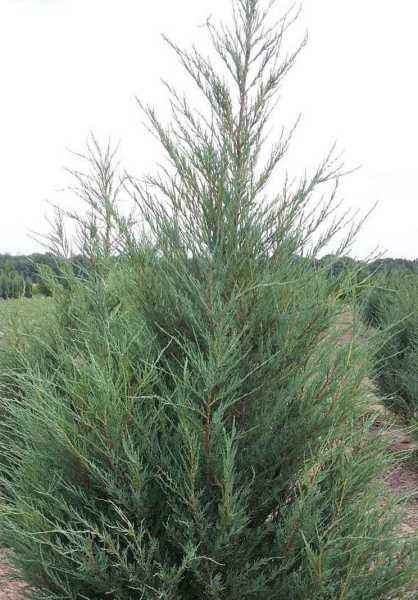 Купить можжевельник скальный skyrocket деревья и растения