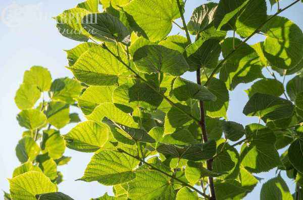 Саженцы вишня кустарниковая globosa (вишня шаровидная umbraculifera)