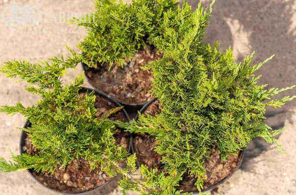 Купить можжевельник казацкий tamariscifolia деревья и растения