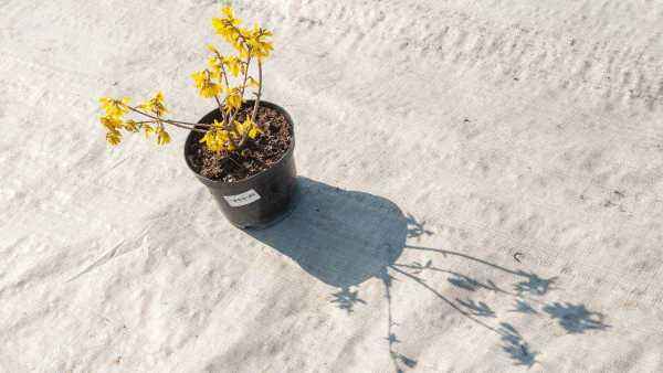 саженцы Форзиция средняя Lynwood