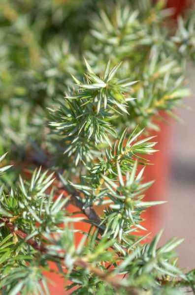 Купить можжевельник прибрежный schlager деревья и растения