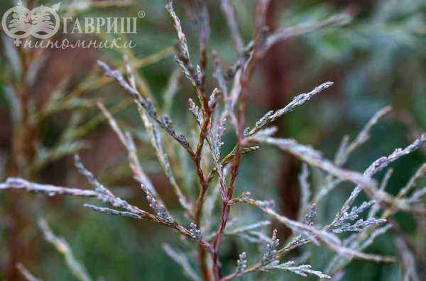 Купить можжевельник скальный pathfinder деревья и растения