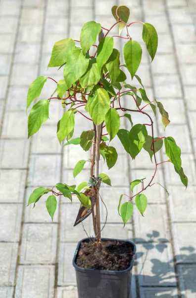 саженцы Актинидия Аргута (острая) Weiki